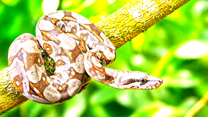 Ular